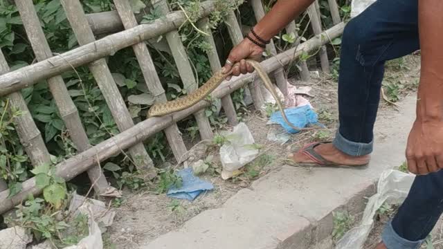 This boy catch a dangerous snack on his hand😳😲,