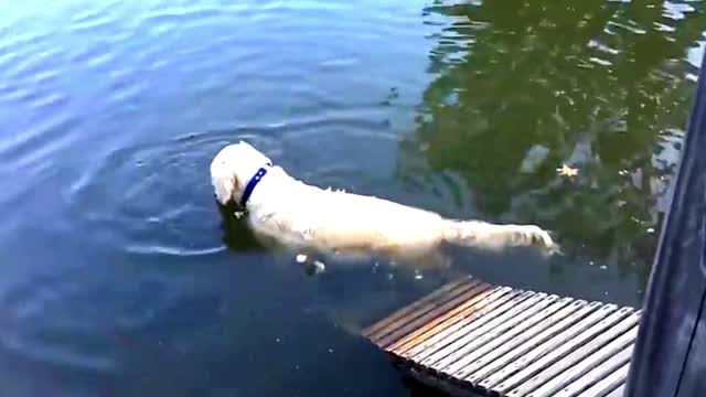 Dog stands inside the lake and catches fish with its mouth