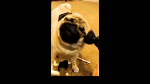 FUNNY ANIMAL VIDEOS 2022🤣Cat boxing dog,who wins