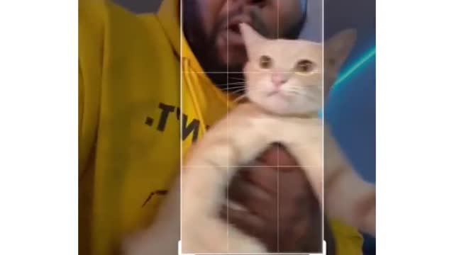 Cat Reaction on camera - Funny Cat camera Reaction