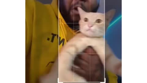 Cat Reaction on camera - Funny Cat camera Reaction