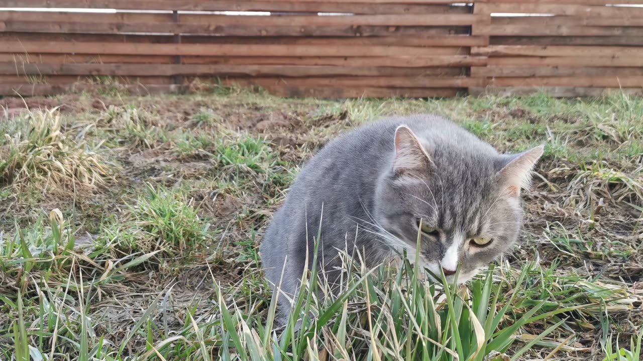 Why Do Cats Eat Grass? Uncovering the Mystery!