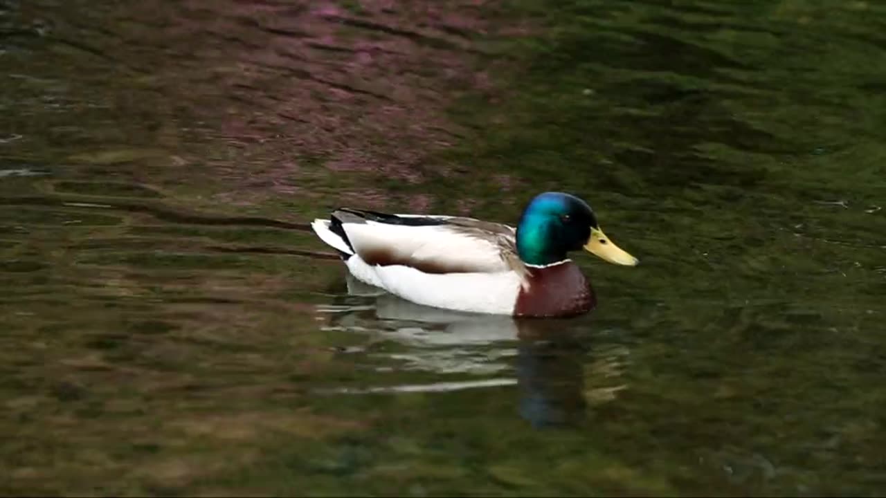 Duck On Water