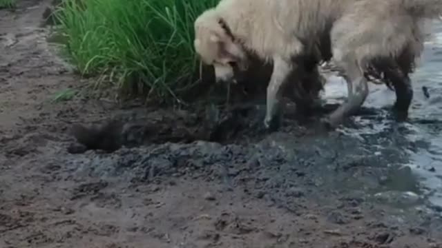 Dogs really love mud