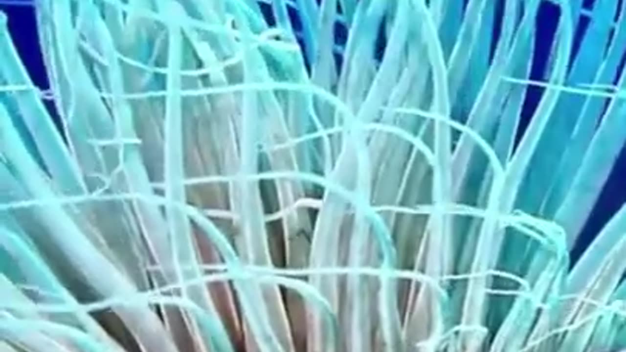 Mysterious Sea Creature #shorts #shortvideo #video #virals #videoviral