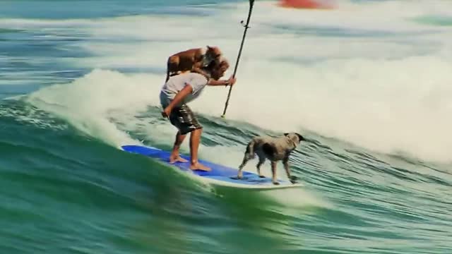 Dogs Paddle Board with Owner