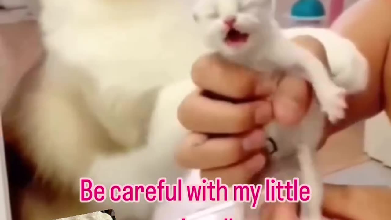 How dare you touch my little marshmallows. #cars #cats #kitten