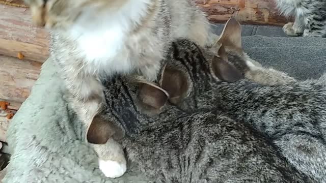 Kittens went out to eat