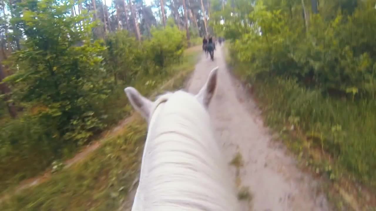 White horse riding at the pathway in forest