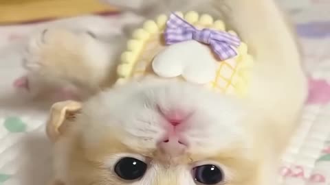 Funny baby cat