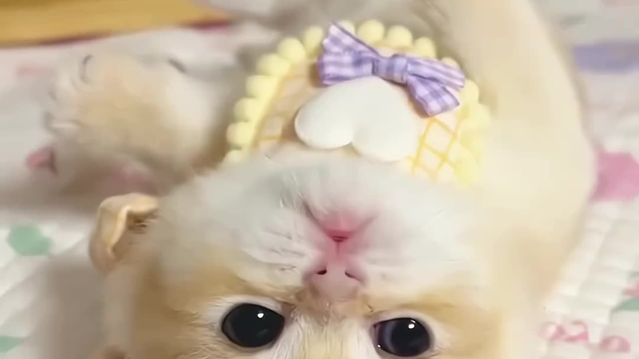 Funny baby cat