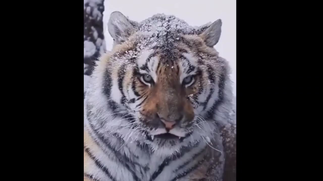 Siberian tiger, beautiful!