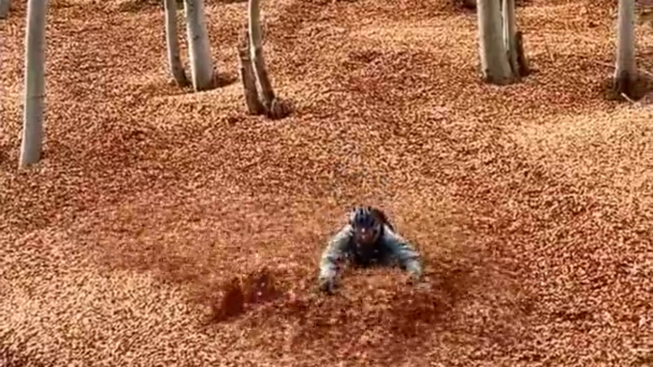 ♂️ Swiss cyclist Shows his ride through a forest of fallen leaves.🧠