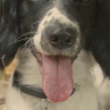 Most Powerful Dogs in the World