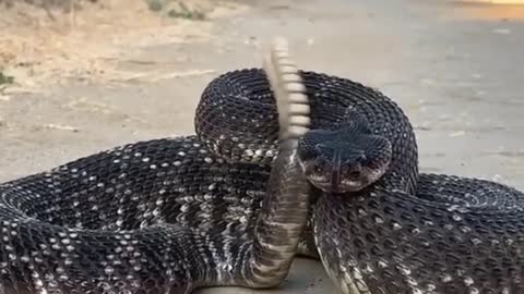 Wildlife snake