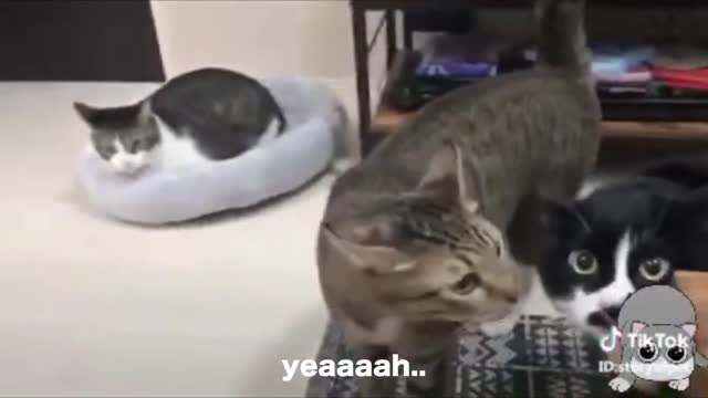 Cats Talking Better than Hoomans