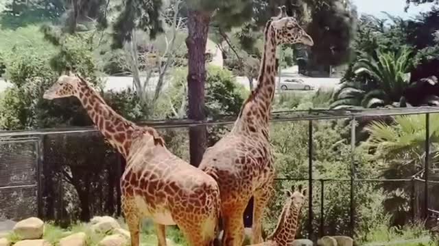 Enjoy this compilation of baby twiga and the giraffe tower from one year ago!