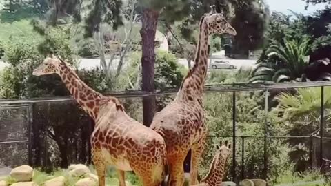 Enjoy this compilation of baby twiga and the giraffe tower from one year ago!