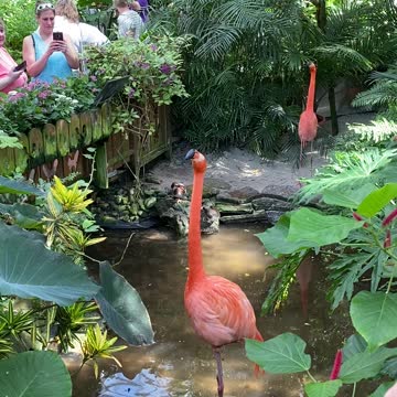 Key West Flamingo Mating Call