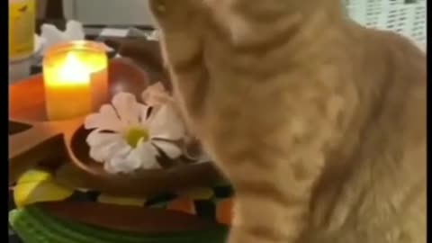 Cat funny videos 🤣😹