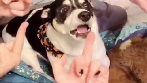 Funny animals acts