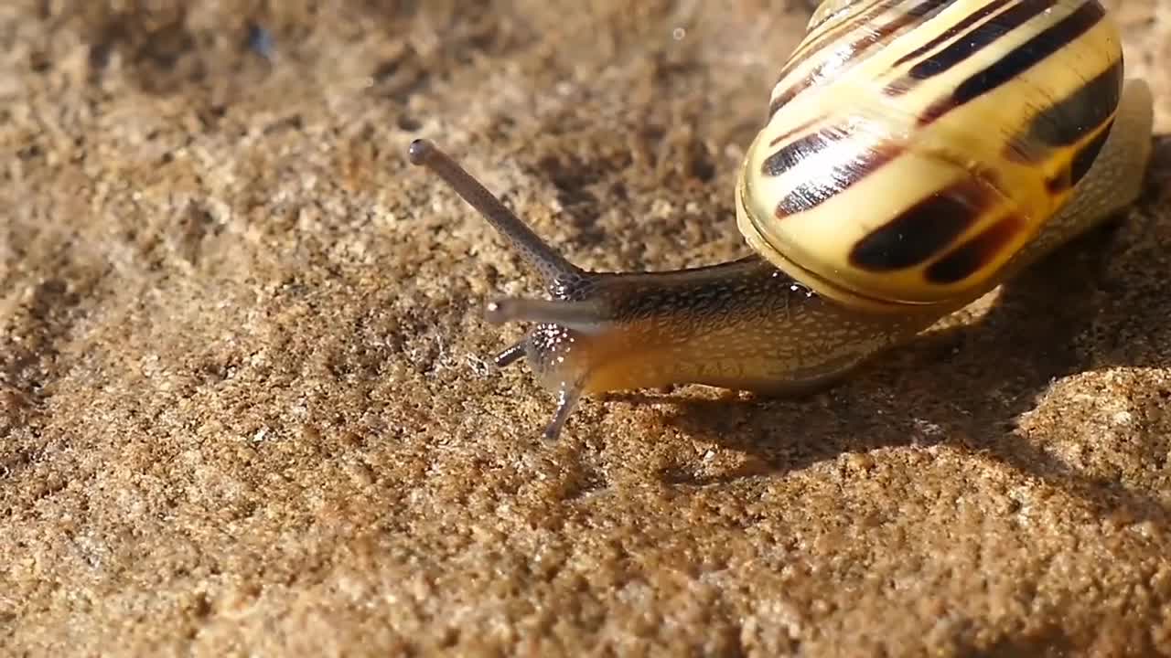 Snail🐌 eyes and sensors