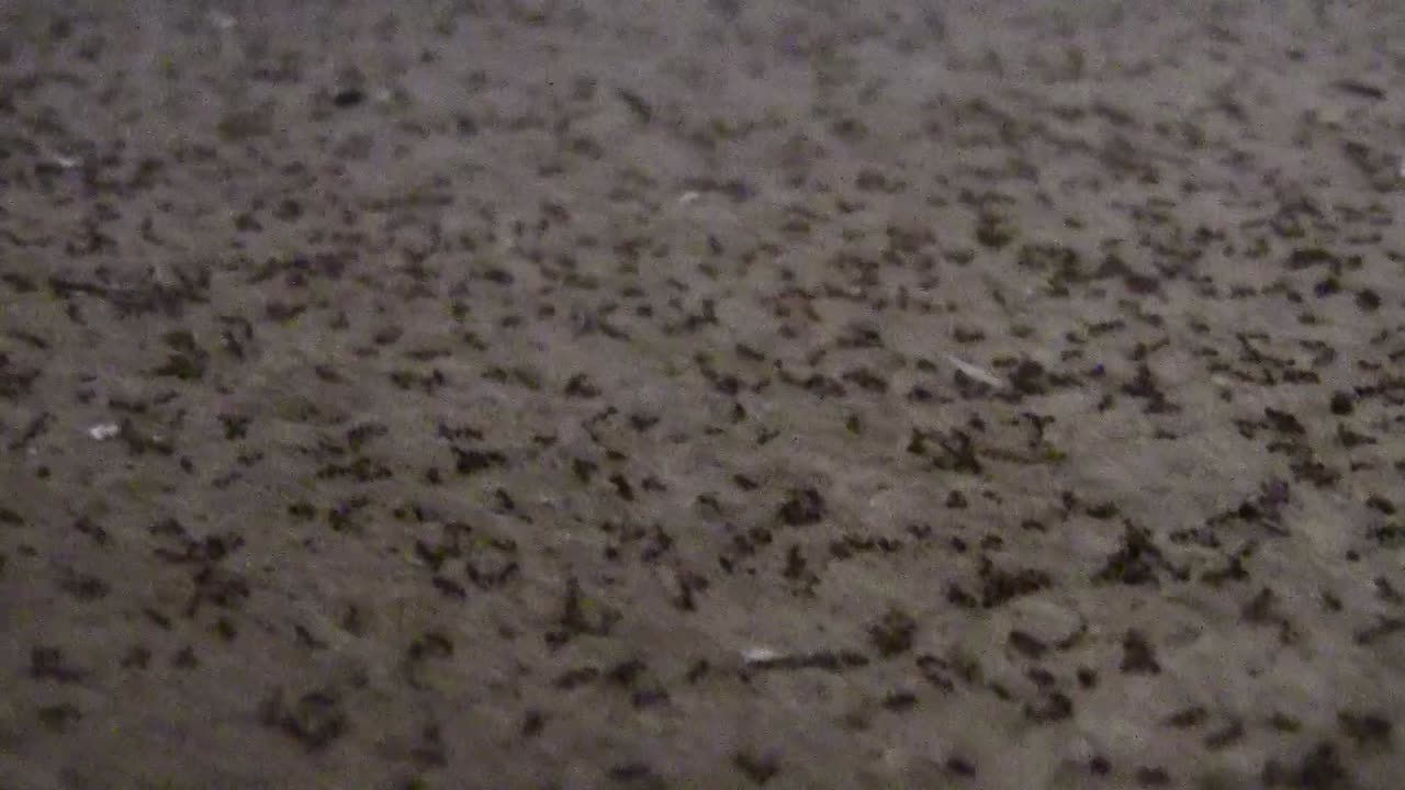 HOW TO KILL ANT PLAGUE: Clean & Kill