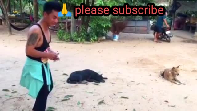 Troll Prank Dog Funny & fake Lion and Fake Tiger Prank To dog & Huge Box Prank to dog