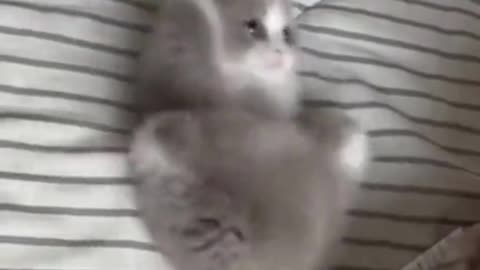 Cute Kitten