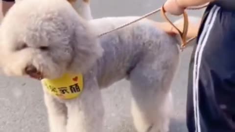 Cute animals videos