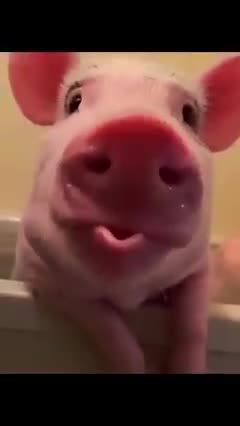 Funny pig