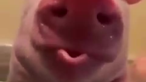 Funny pig