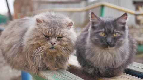 Cute street cats with funny faces