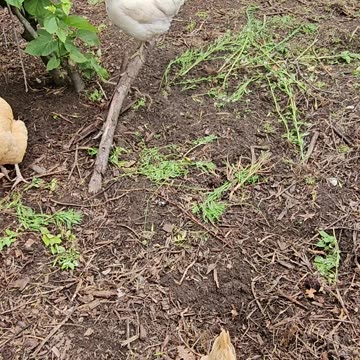 OMC! Whitey perched outside, a RARE sight indeed! #whitey #chickens #perched #americauna #shorts
