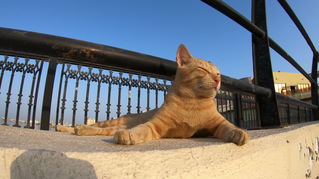 ED SHEERAN - Homeless cat in Ras Al Khaimah, UAE #cat #cats #EdSheeran #emirates #rak #ae #UAE #food