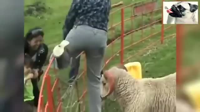 Funny sheep short video