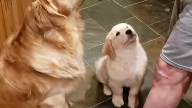 Cute dog and puppy funny video