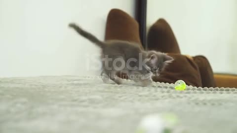 A cat playing with a ball