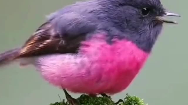 Funny Parrots & Cute Birds - Compilation Videos