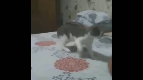 This cat won't ever let you sleep