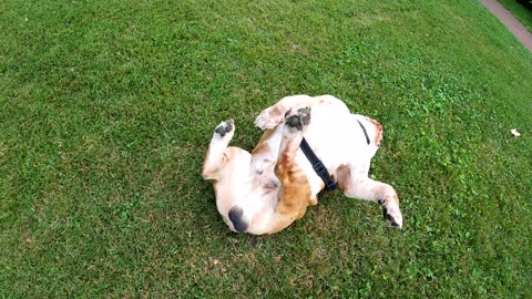 Bulldog playing funny video