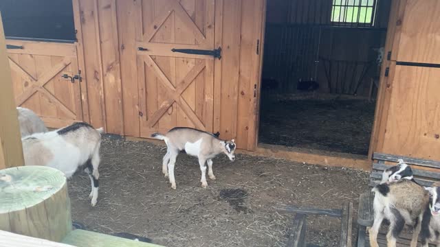 Baby Goat Still Nursing off Mother 05.2022