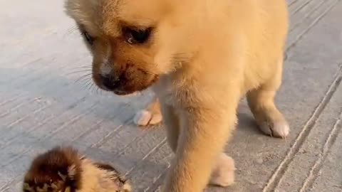 dog and his friend