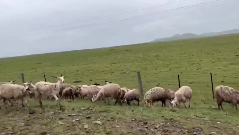 Beautiful scenery, white sheep