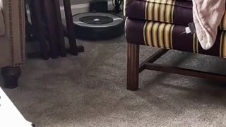 Robot Vacuum Draws Unexpected Design