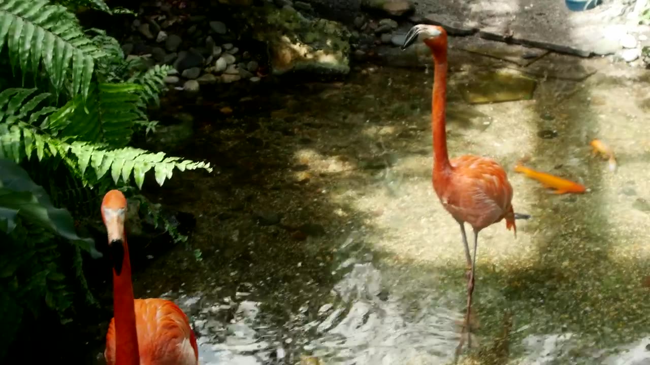 Flamingos in a lake in the jungle