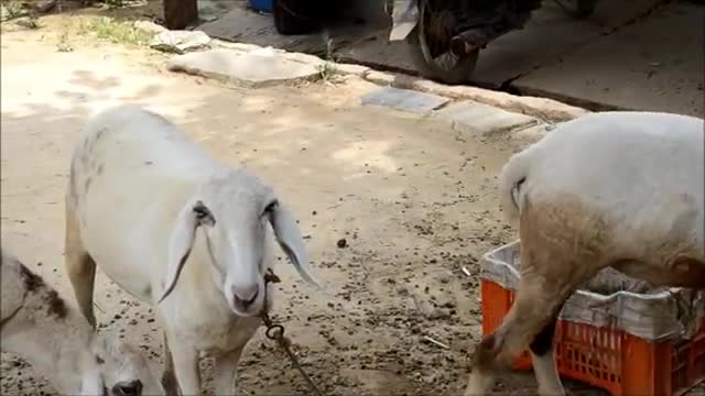 Deworming in sheep and goats using Aloe vera