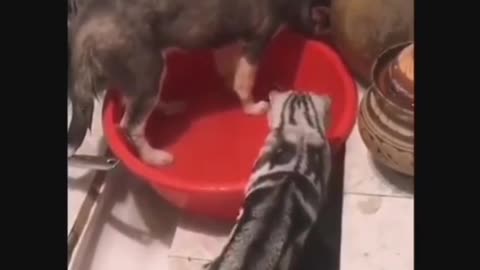 Cute😍Cat🤦‍♂️Angry😲