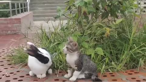 cats and rabbits are mischievous