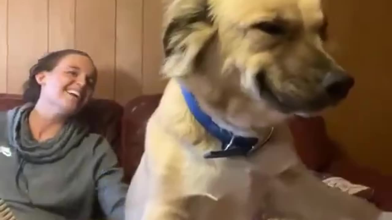 Adopted dog can’t hide her happiness.. 😊